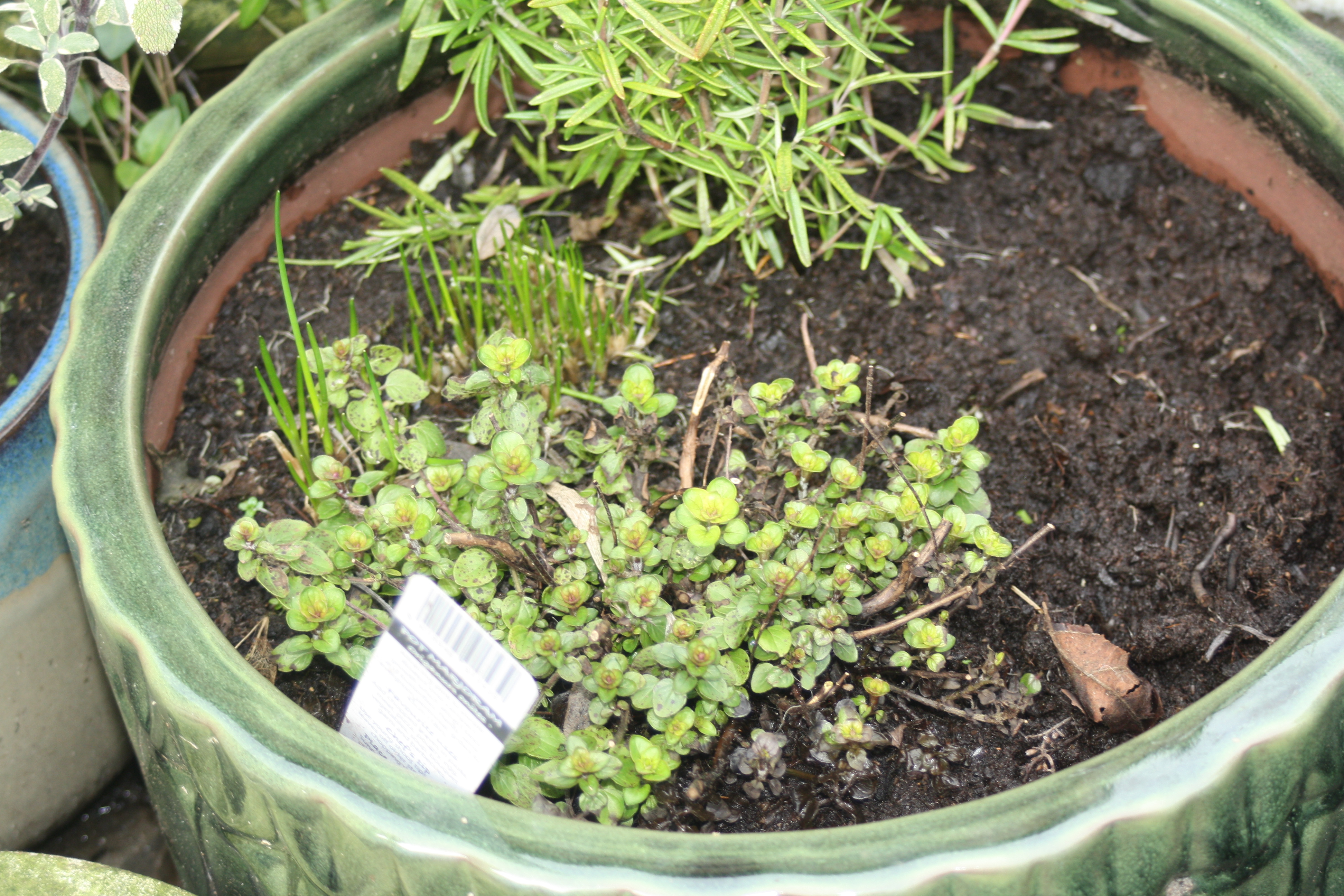 I took all of these in my garden