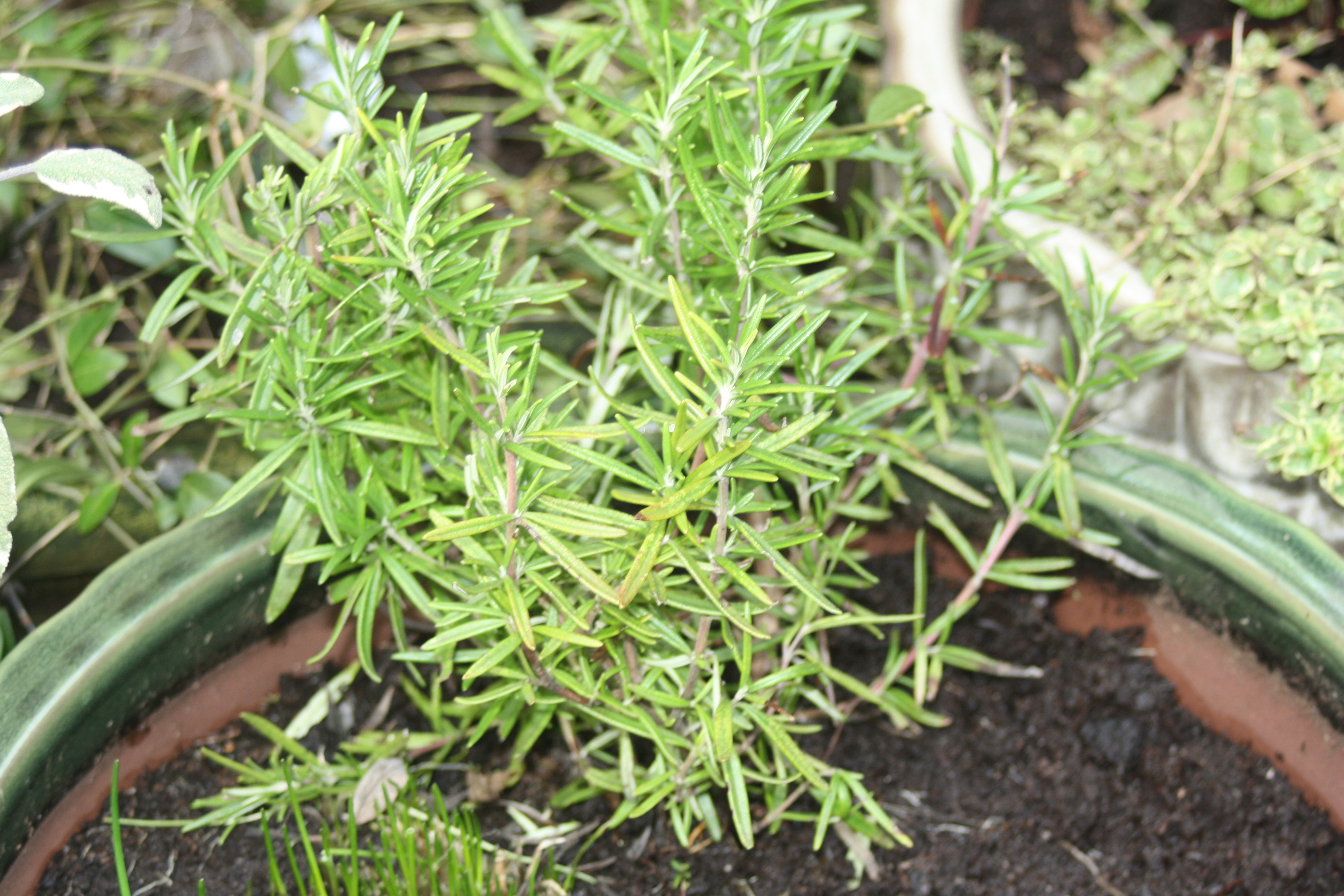 I like to take photos of flowers