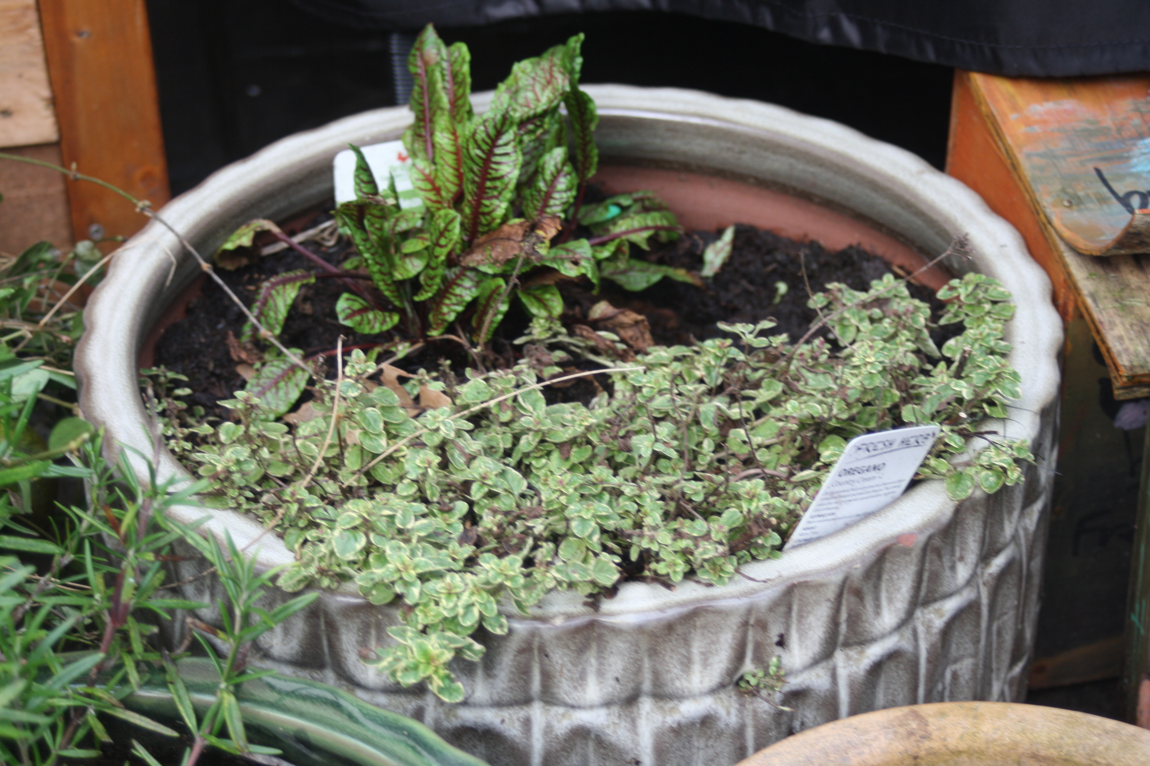 Not that colourfull but still beutifull in itself